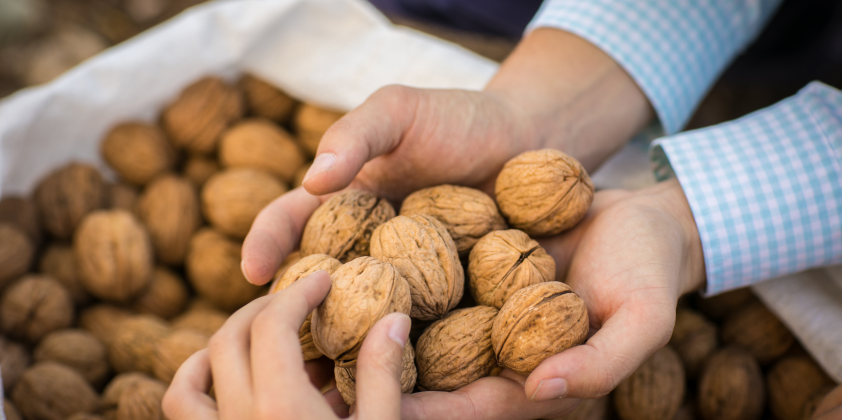 La calidad de las nueces chilenas es reconocida mundialmente
