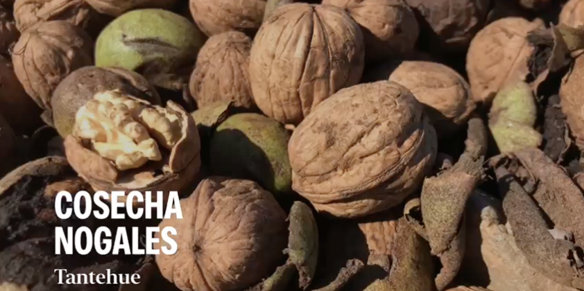 Cosecha Nueces 2020