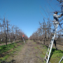 The pruning process in Superfruit
