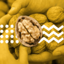 WALNUT MARKET REPORT – Q3, 2024