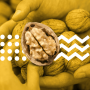 WALNUT MARKET REPORT – Q1, 2024